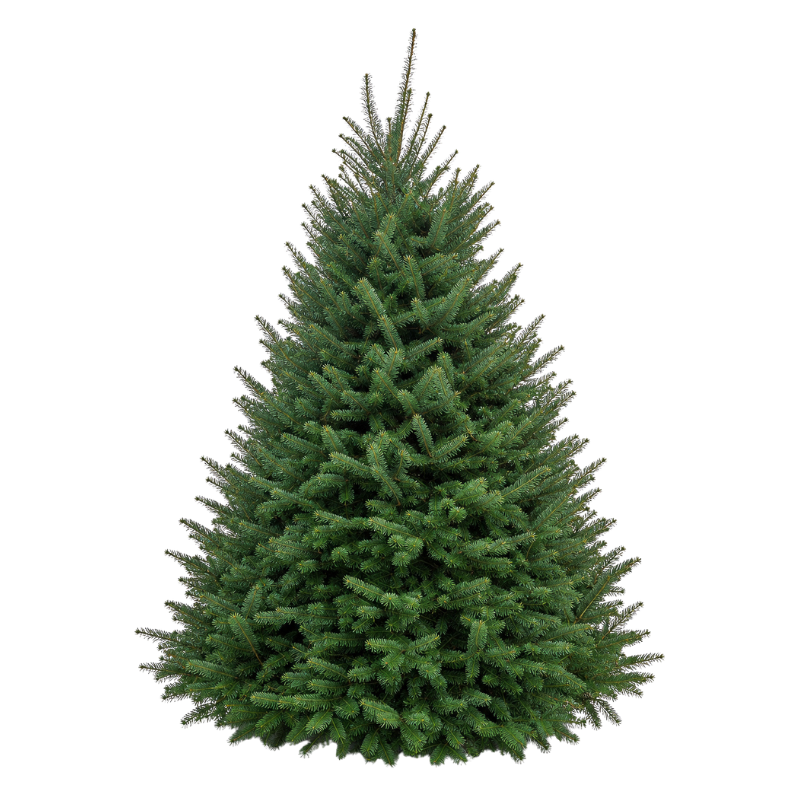 Sapin Baumier de 9-10 pieds sur fond transparent