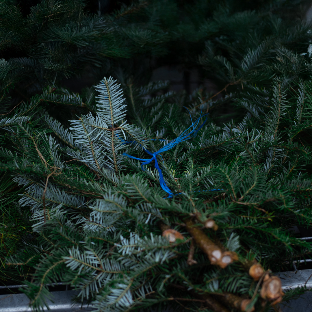 Freshly Cut Balsam Fir Branches