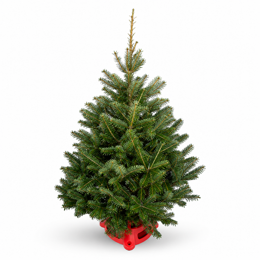Sapin de Noël miniature naturel