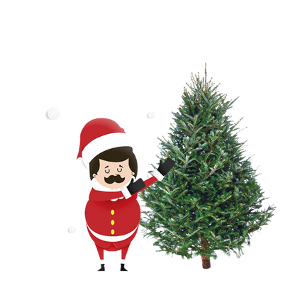 Fraser Fir
